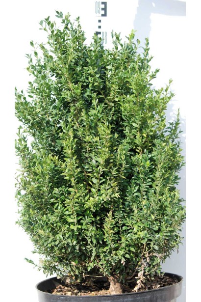 Buxus sempervirens – компактна зелена окраса